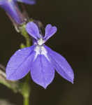 Southern lobelia